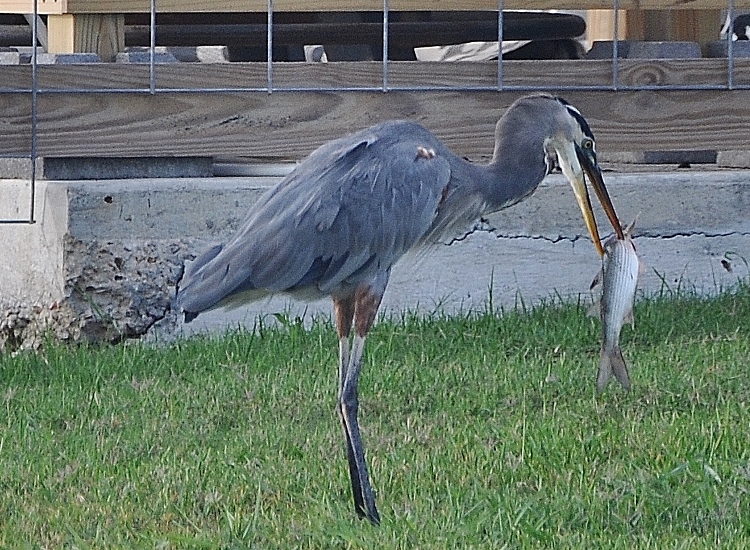 great blue heron eating fish